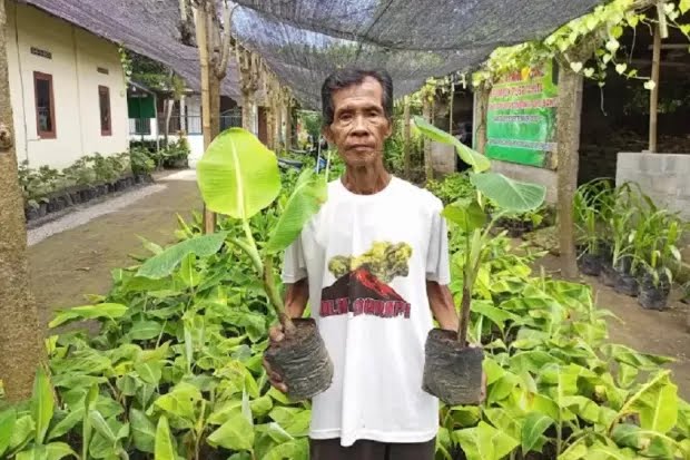 Dijuluki Profesor Pisang Asal Bantul, Begini Kiprah Mbah Lasiyo di Dunia Pertanian