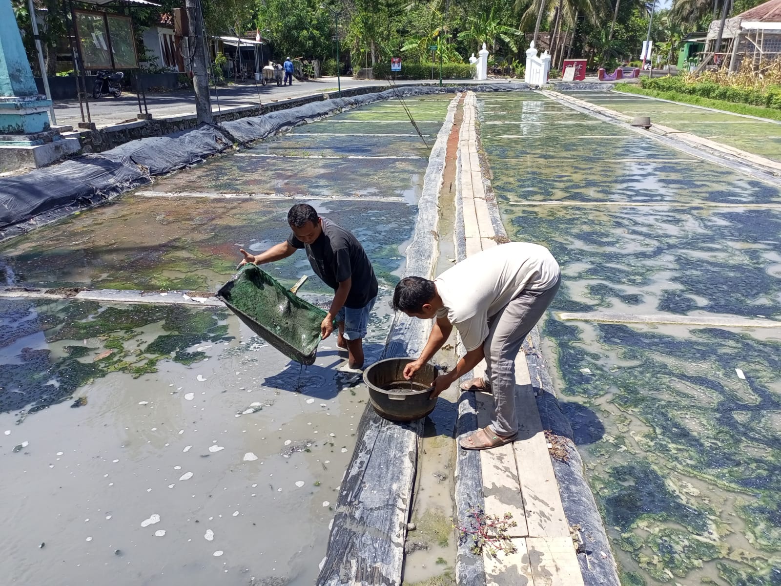 Mantan Satpam Raup Belasan Juta Sebulan Dari Usaha Ternak Cacing Sutera di Sanden ...