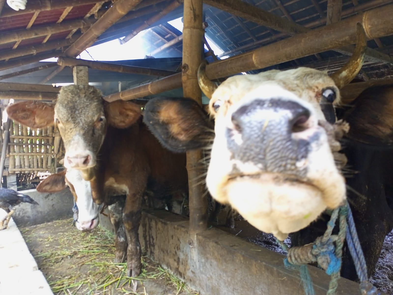 11 Sapi di Bantul Mati Mendadak, Puluhan Lainnya Sakit Akibat Terjangkit PMK