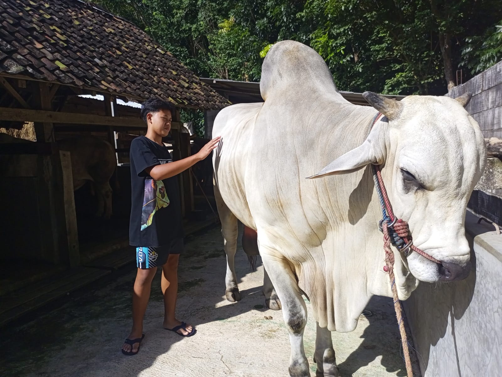 Si Bagong, Sapi Milik Peternak Asal Dlingo yang Dibeli Presiden Prabowo untuk Kurban