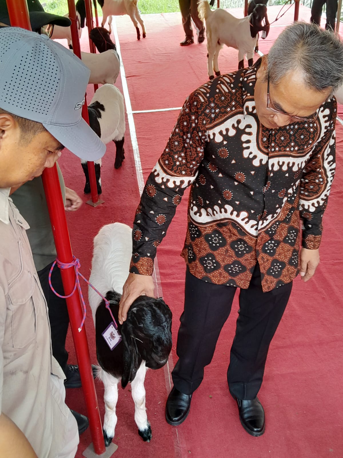 Ratusan Kambing Kaligesing Ikuti Kontes Piala Dandim 0729 Bantul