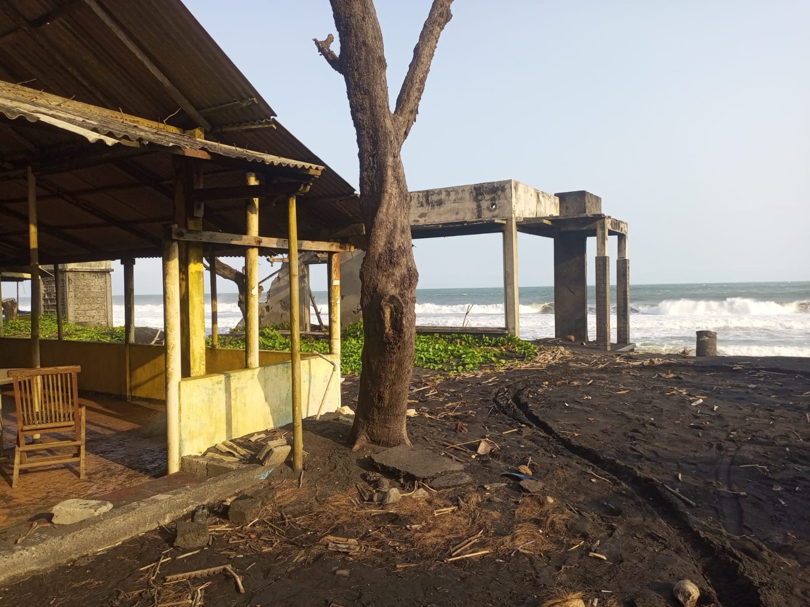 Pantai Selatan Bantul Dihantam Abrasi, DLH Gencarkan Penanaman Cemara Udang