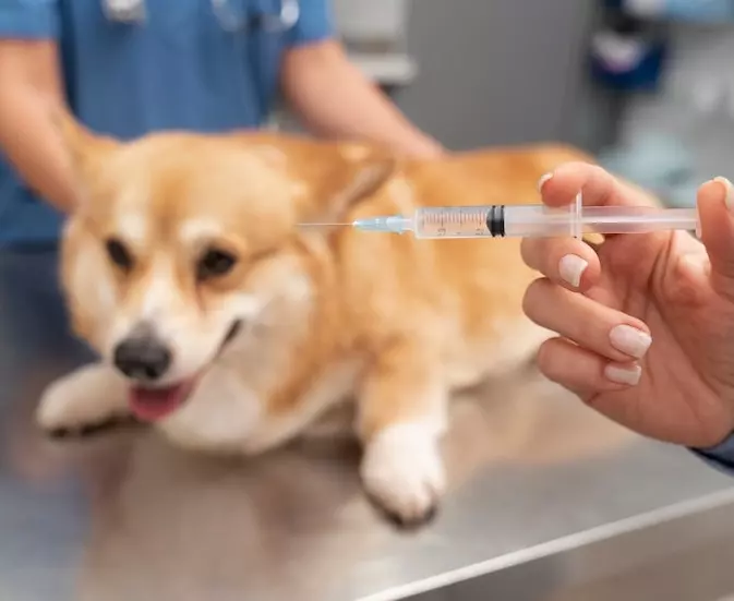 22 Korban Gigitan Anjing di Padang Menerima Vaksin Anti Rabies, Dinkes Himbau Warga Selalu Waspada Dengan Hewan Peliharaan