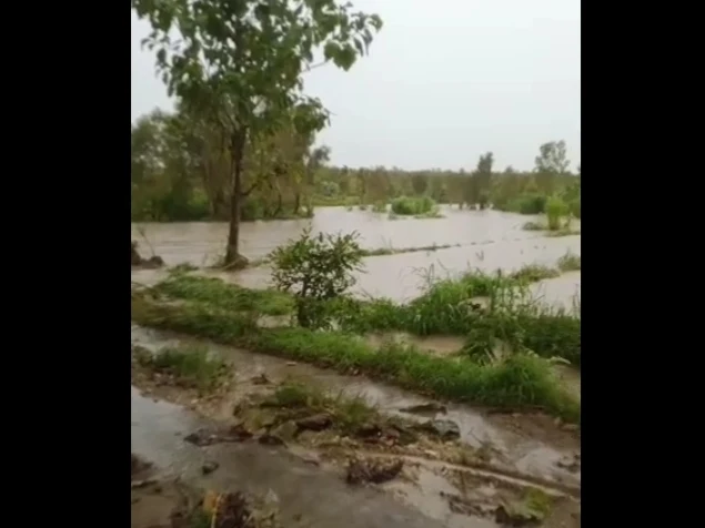 Dampak Hujan Deras di Gunungkidul, Pohon Tumbang Hingga Sawah Tergenang Air