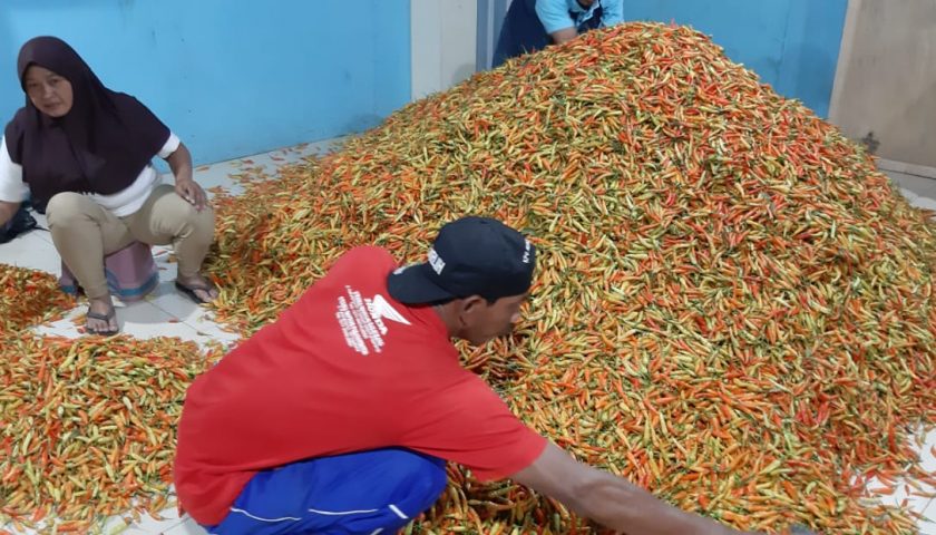 Harga Cabai Melebihi HPP, Pemkab Sleman Siapkan Langkah Stabilisasi