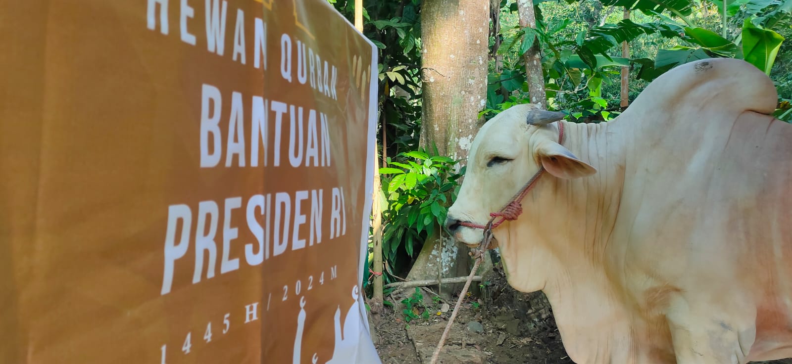 Sapi Bantuan Presiden Jokowi disembelih di Pringtali Girimulyo