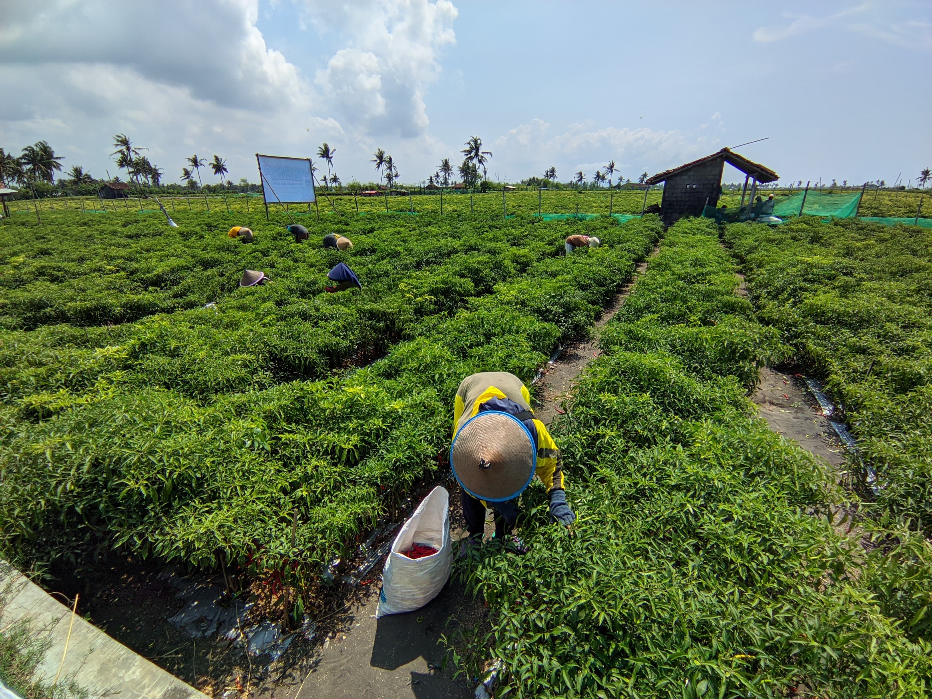 Petani di Kawasan Selatan Kulon Progo Keluhkan Anjloknya Harga Cabai