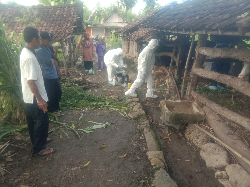 Update Kasus PMK di Gunungkidul: 893 Sapi Terjangkit, 63 Diantaranya Mati