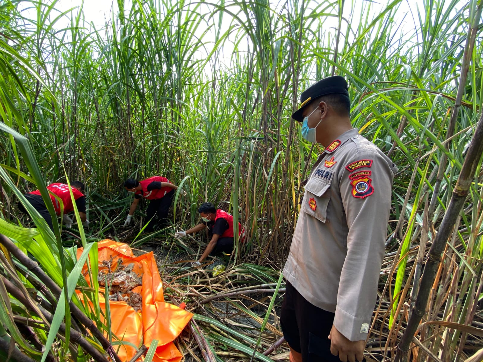 Geger! Kerangka Manusia Ditemukan di Kebun Tebu Bambanglipuro Bantul