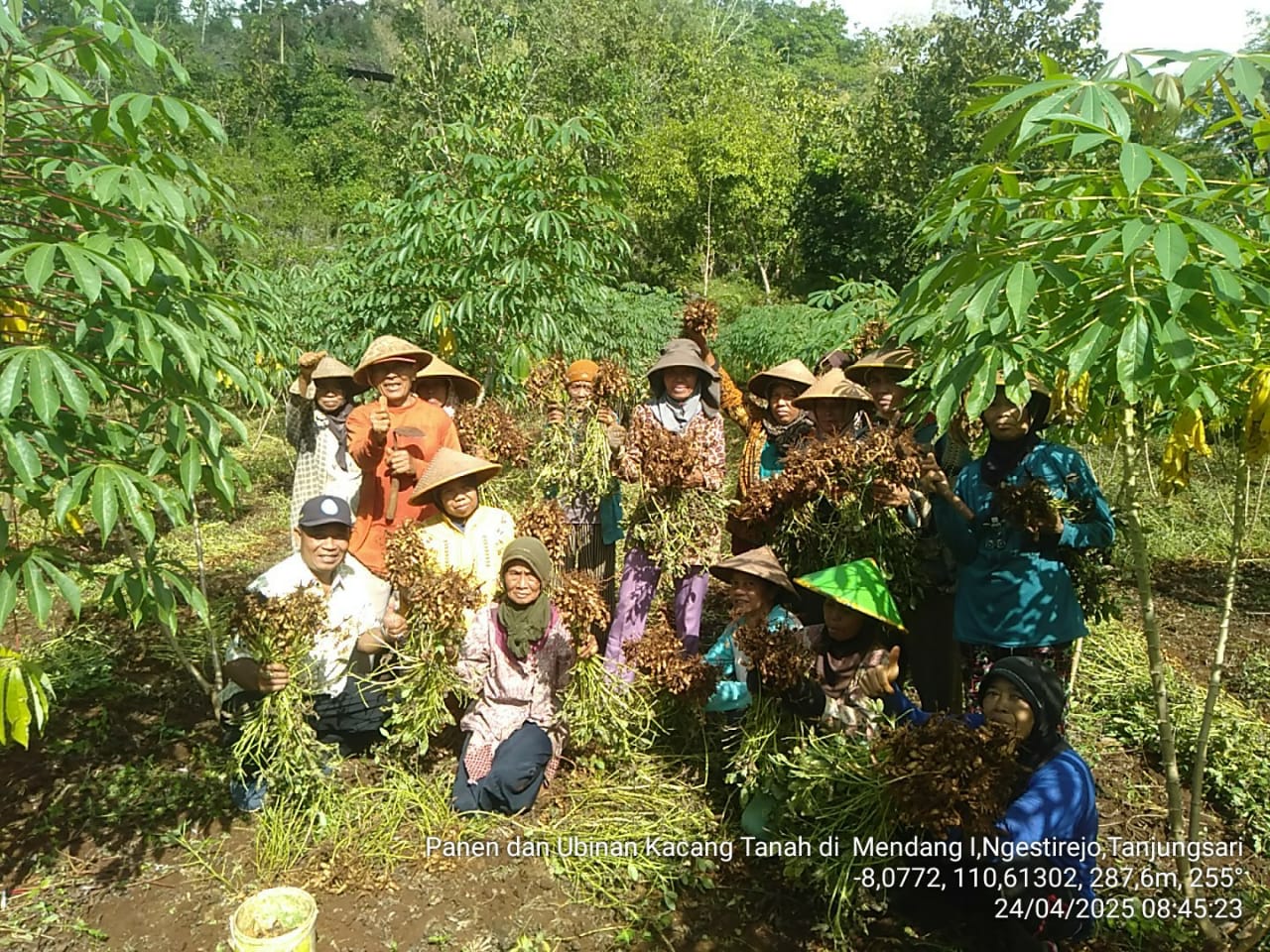 Zona Selatan Gunungkidul Mulai Panen Kacang Tanah, Petani Meraup Untung Hingga Puluhan Juta