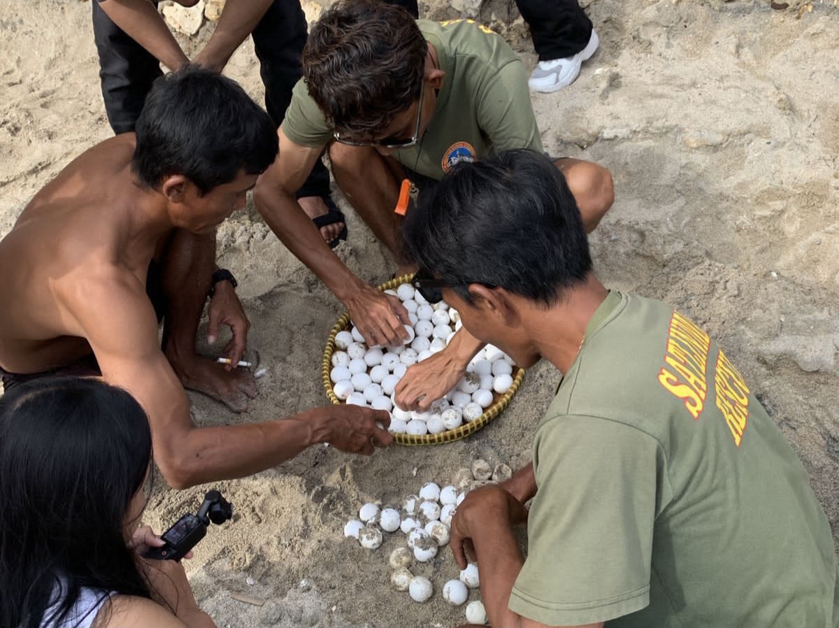 Ratusan Telur Penyu Ditemukan di Pantai Wediombo