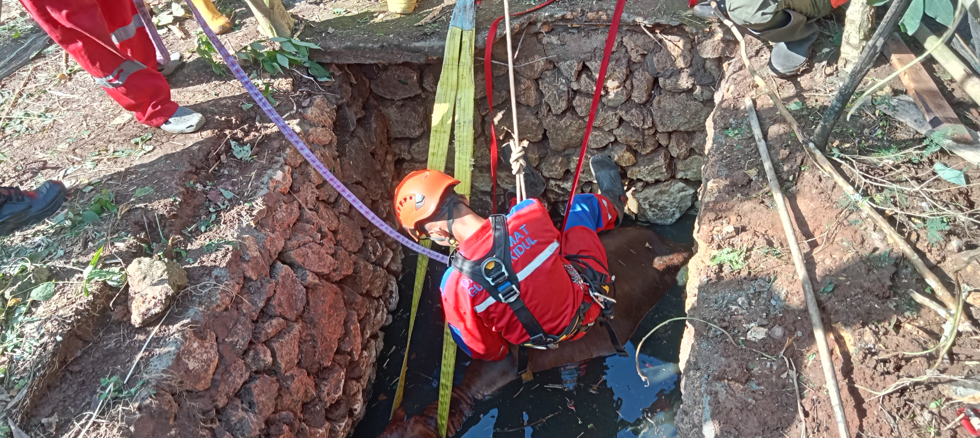 Seekor Sapi di Gunungkidul Terperosok Ke Bekas Sumur Sedalam 5 Meter