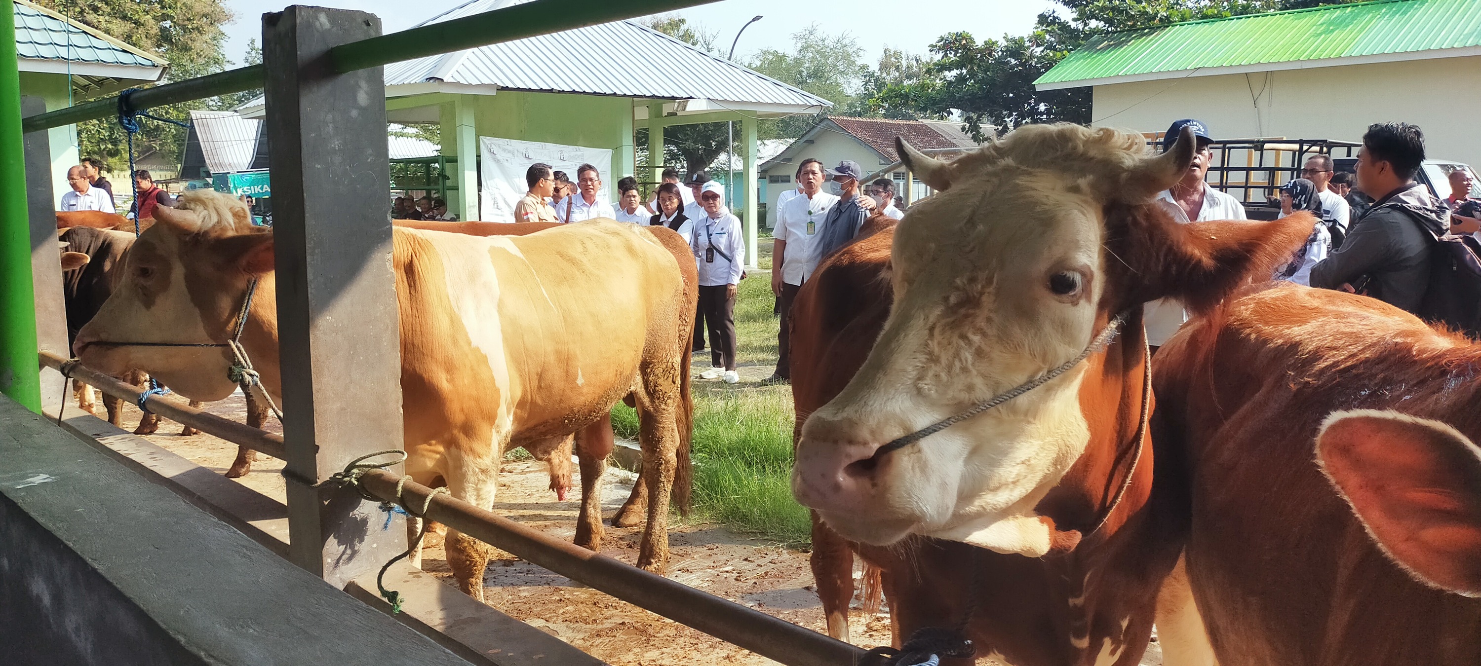 Peternak di Sentolo Khawatirkan Wabah Penyakit Mulut dan Kuku