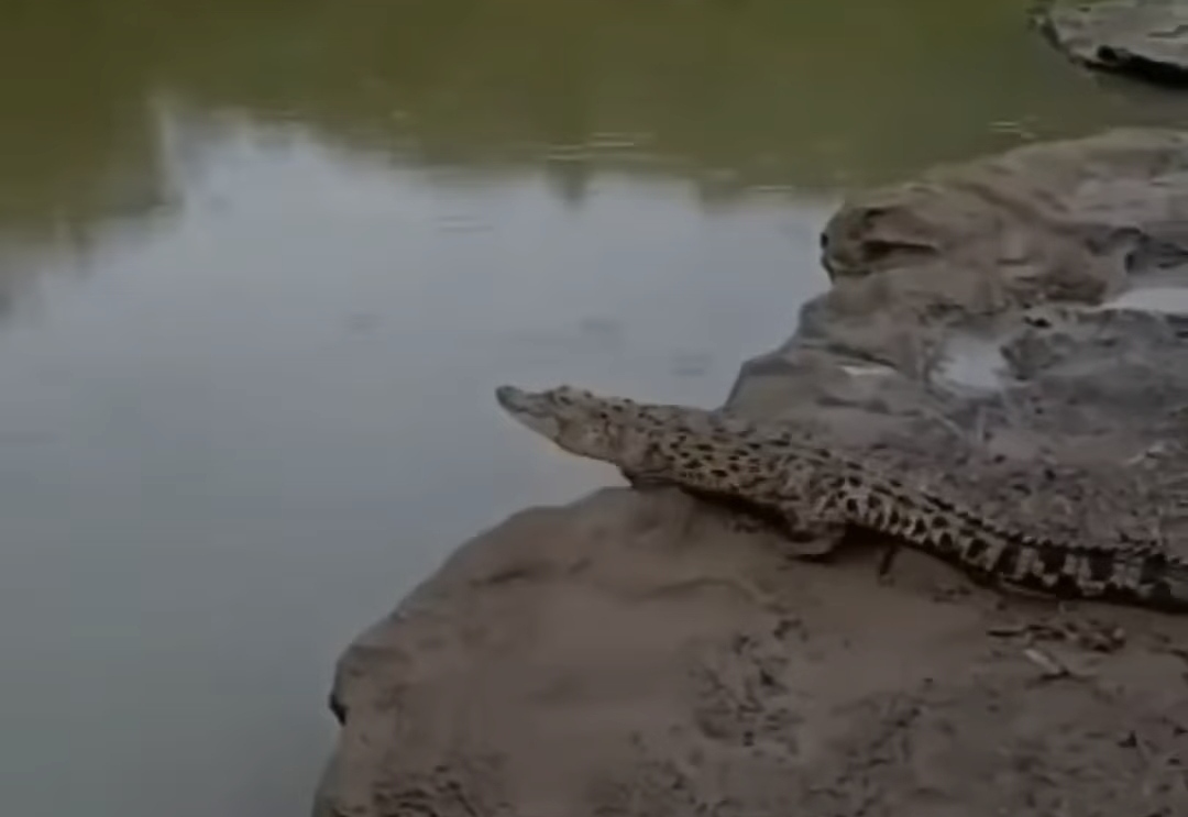 Buaya di Sungai Oya Gunungkidul Diduga Lapar Hingga Tampakkan Diri, Warga Sisir Bantaran ...