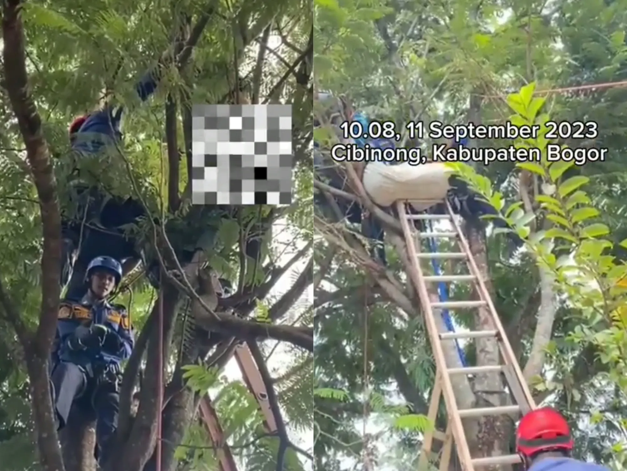 Seorang Pria Tewas Tersengat Listrik di Bogor Hari Ini 11 September 2023, Korban Meninggal di Pohon Saat Memetik Pete