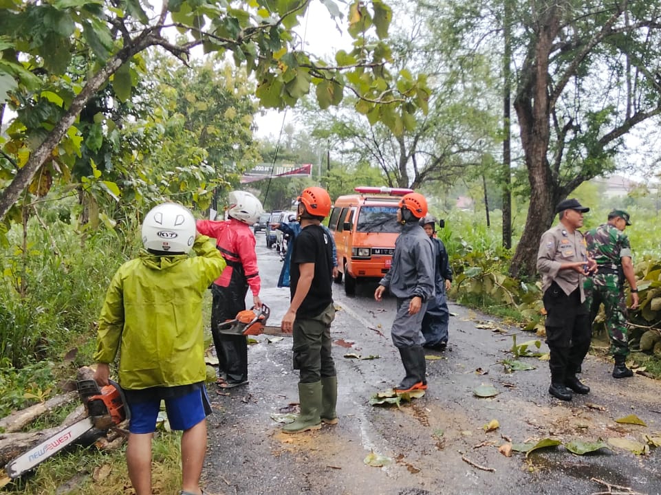 Dampak Hujan Deras di Gunungkidul, Puluhan Pohon Tumbang Hingga Talut Ambrol