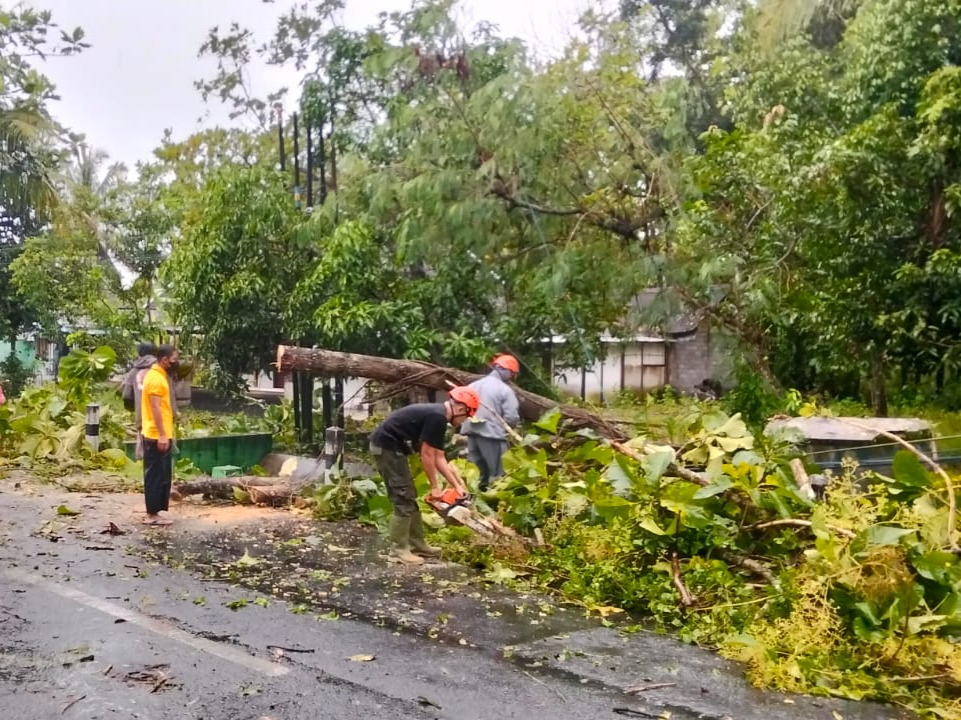 Seorang Pelajar Di Gunungkidul Tertimpa Pohon Tumbang Akibat Hujan Deras