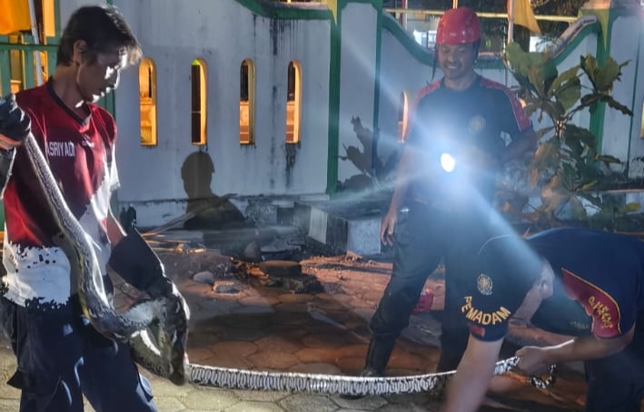 Damkar Kulon Progo Evakuasi Ular Sanca Kembang Berikut Telurnya