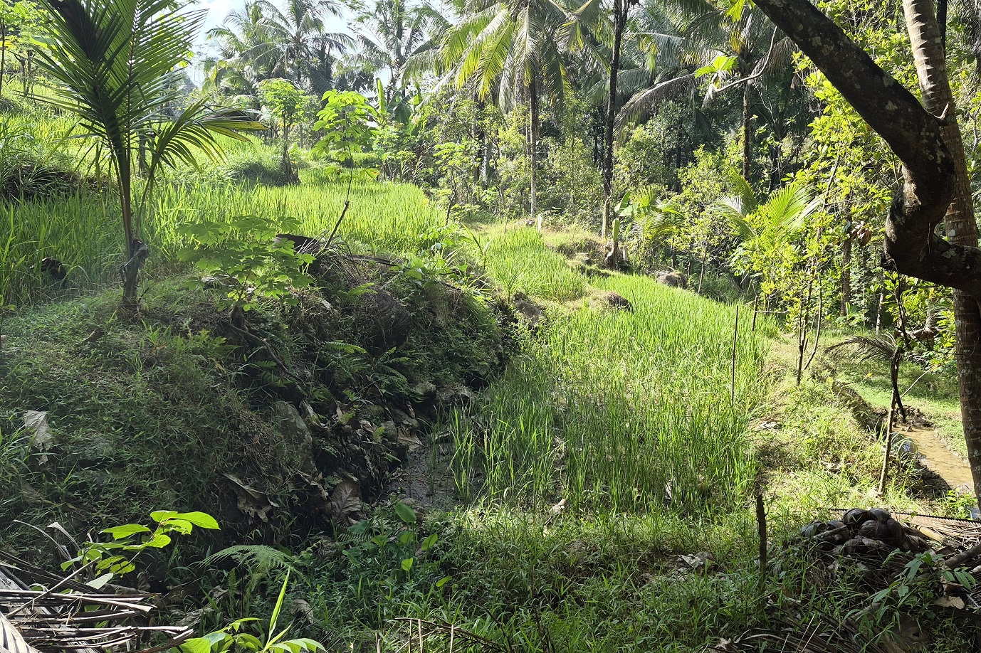Krisis Air di Samigaluh, Petani Terpaksa Jadikan Padi Gagal Panen sebagai Pakan Ternak
