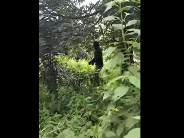 Mayat tergantung di Ledong Timur Sumatera Utara