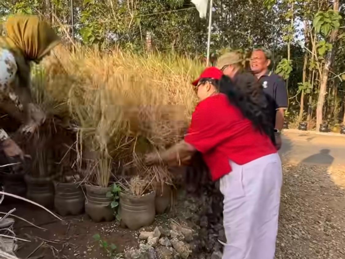 Sulap Pekarangan 10 Meter Persegi Jadi Sawah Mini, Dukuh di Gunungkidul Tanam Padi ...