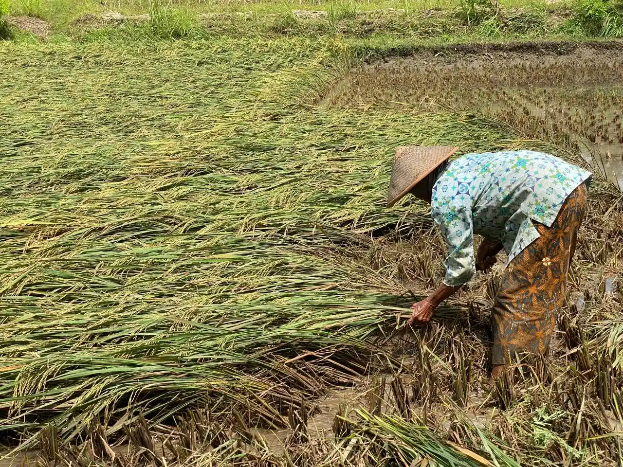 Lahan Padinya Tergenang Air, Petani di Gunungkidul Terpaksa Panen Lebih Awal