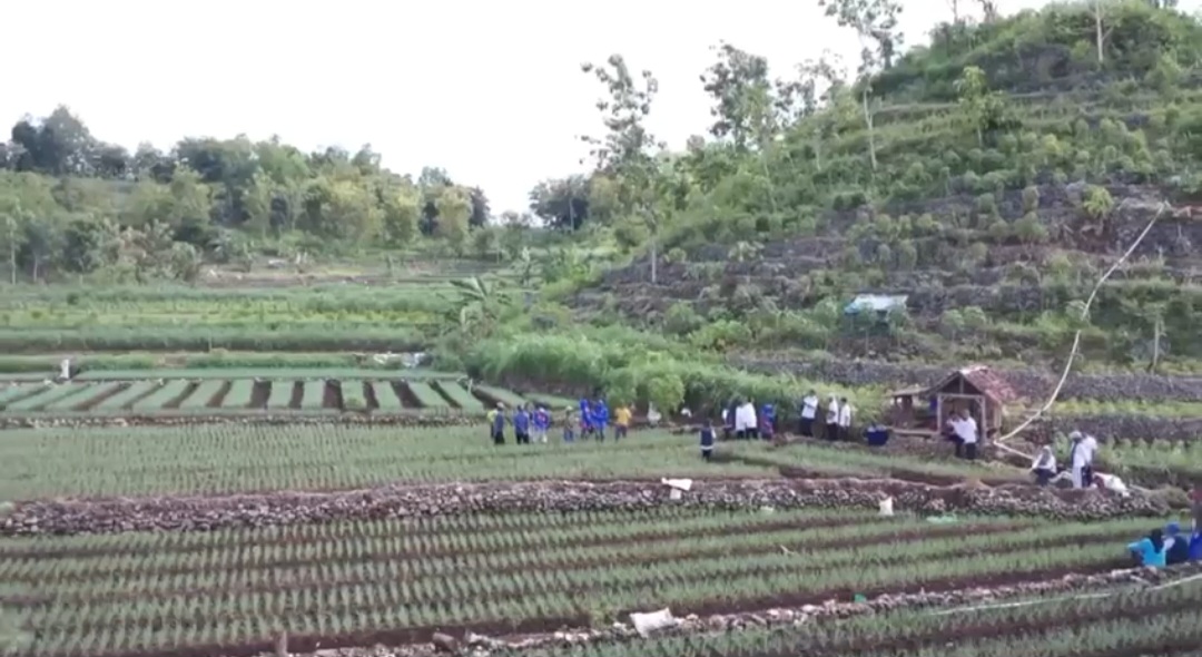 Dinilai Lebih Menguntungkan, Petani Gunungkidul Mulai Banyak yang Tanam Bawang Merah