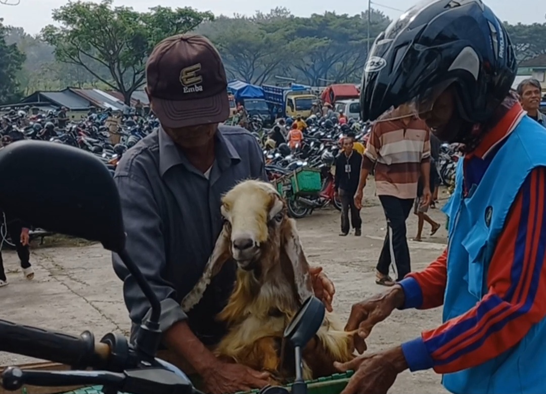Jelang Idul Adha, Jasa Ojek Kambing di Gunungkidul Ramai Orderan