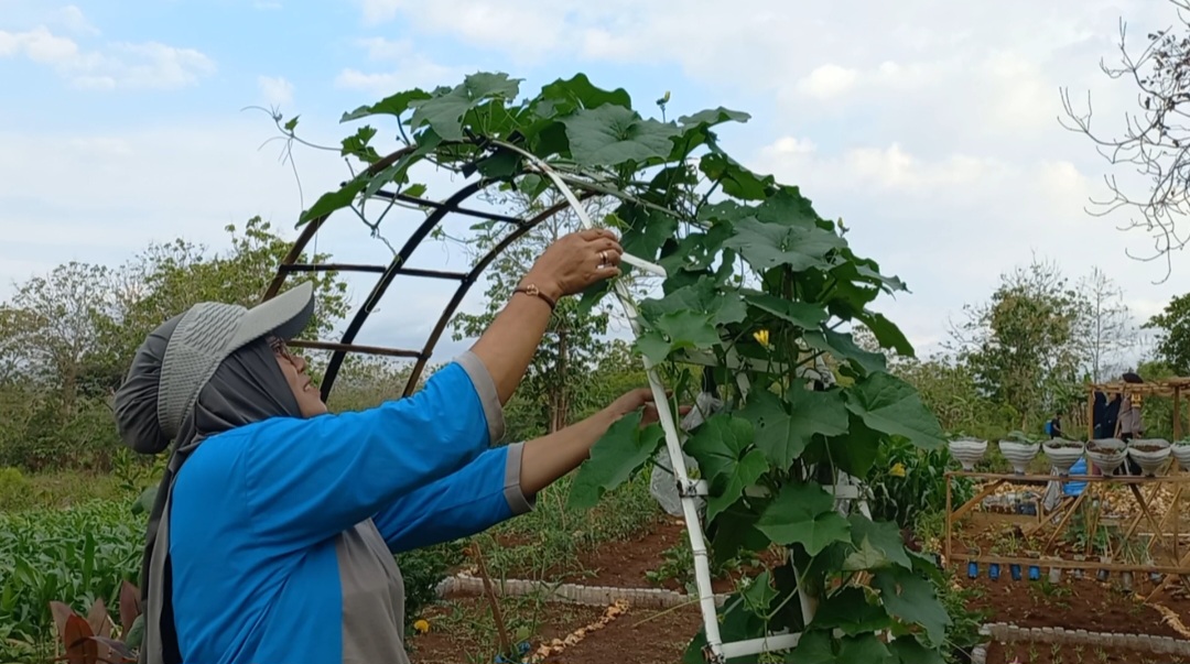 Warga di Gunungkidul Ini Kompak Manfaatkan Lahan Tak Terurus Jadi Lahan Produktif