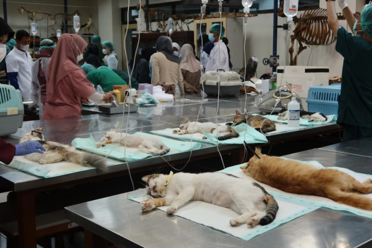 Kendalikan Populasi, UGM Sterilisasi Kucing Liar di Lingkungan Kampus