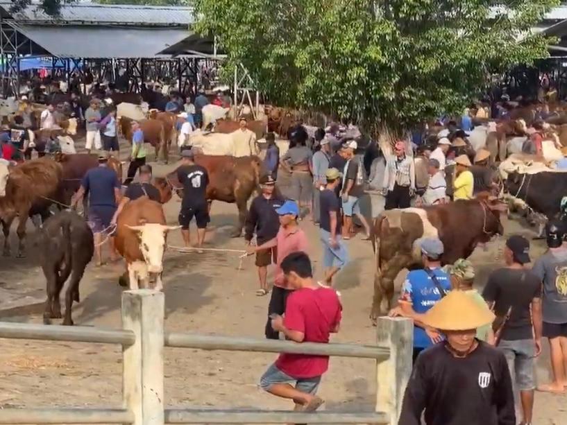 Pemkab Gunungkidul Terbitkan Perbup, Ternak Mati Akibat Penyakit Menular Akan Dapat Kompensasi, Ini ...