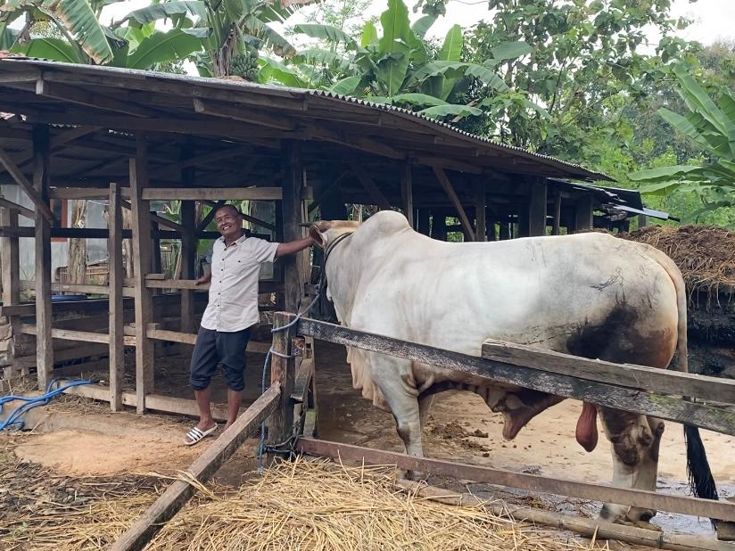 Seno, Sapi Kurban Prabowo Asal Gunungkidul Diberi Pepaya Setiap Hari