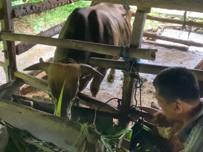 Selain Seno, Sapi Lain Milik Warga Gunungkidul Juga Dibeli Presiden Prabowo untuk Idul ...