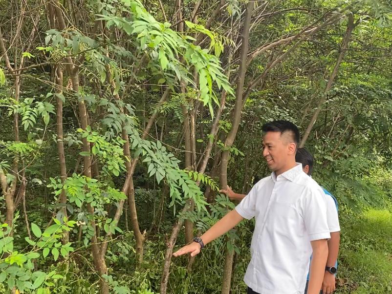 Manfaatkan Lahan Kritis, PT PLN dan Pemprov DIY Jalin Kerjasama Kembangkan Tanaman Multifungsi ...