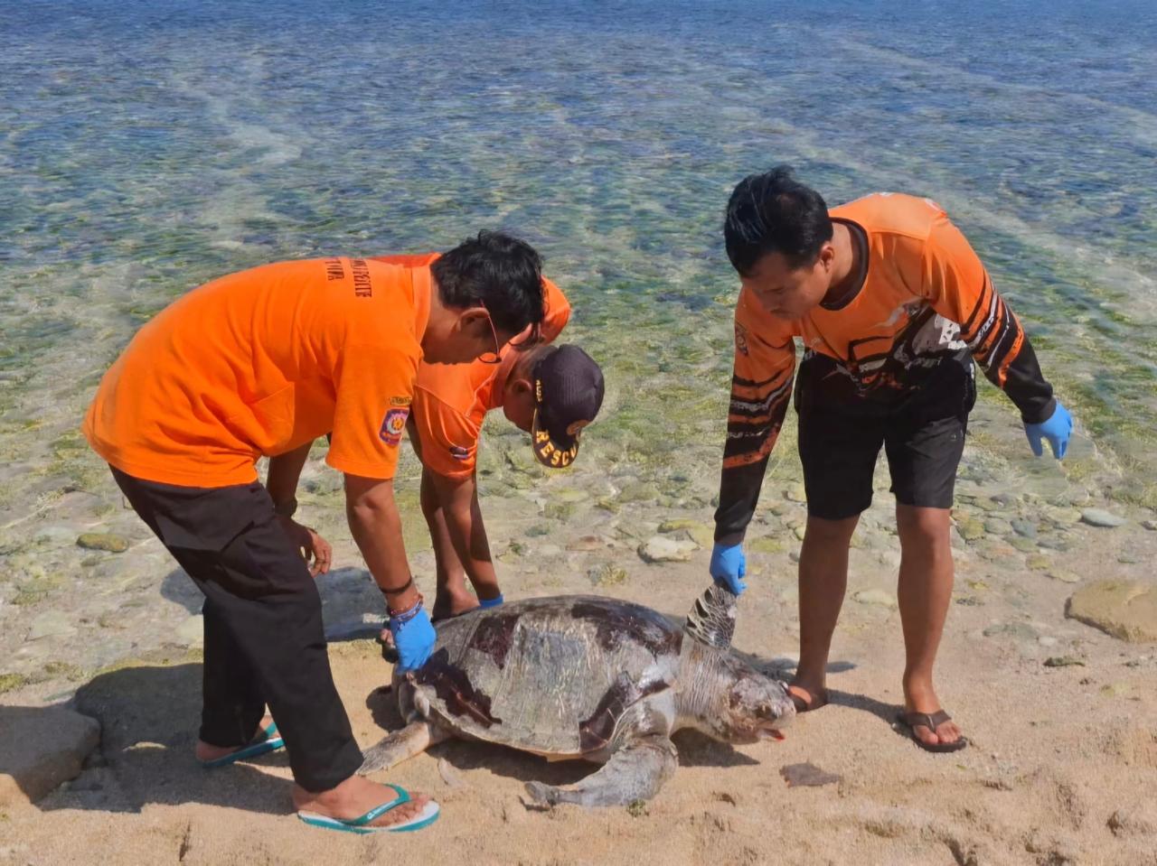 Dua Bangkai Penyu Berukuran Jumbo Hebohkan Wisatawan Pantai Sepanjang