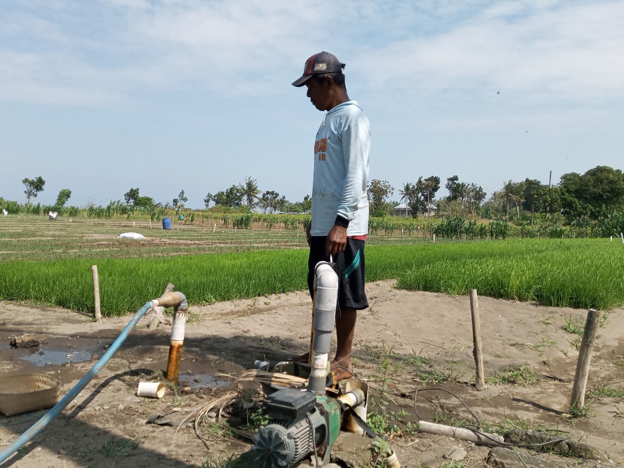 Elektrifikasi Pertanian di Bantul Kian Meluas, Biaya Penyiraman Tanaman Bisa Turun hingga 70 ...