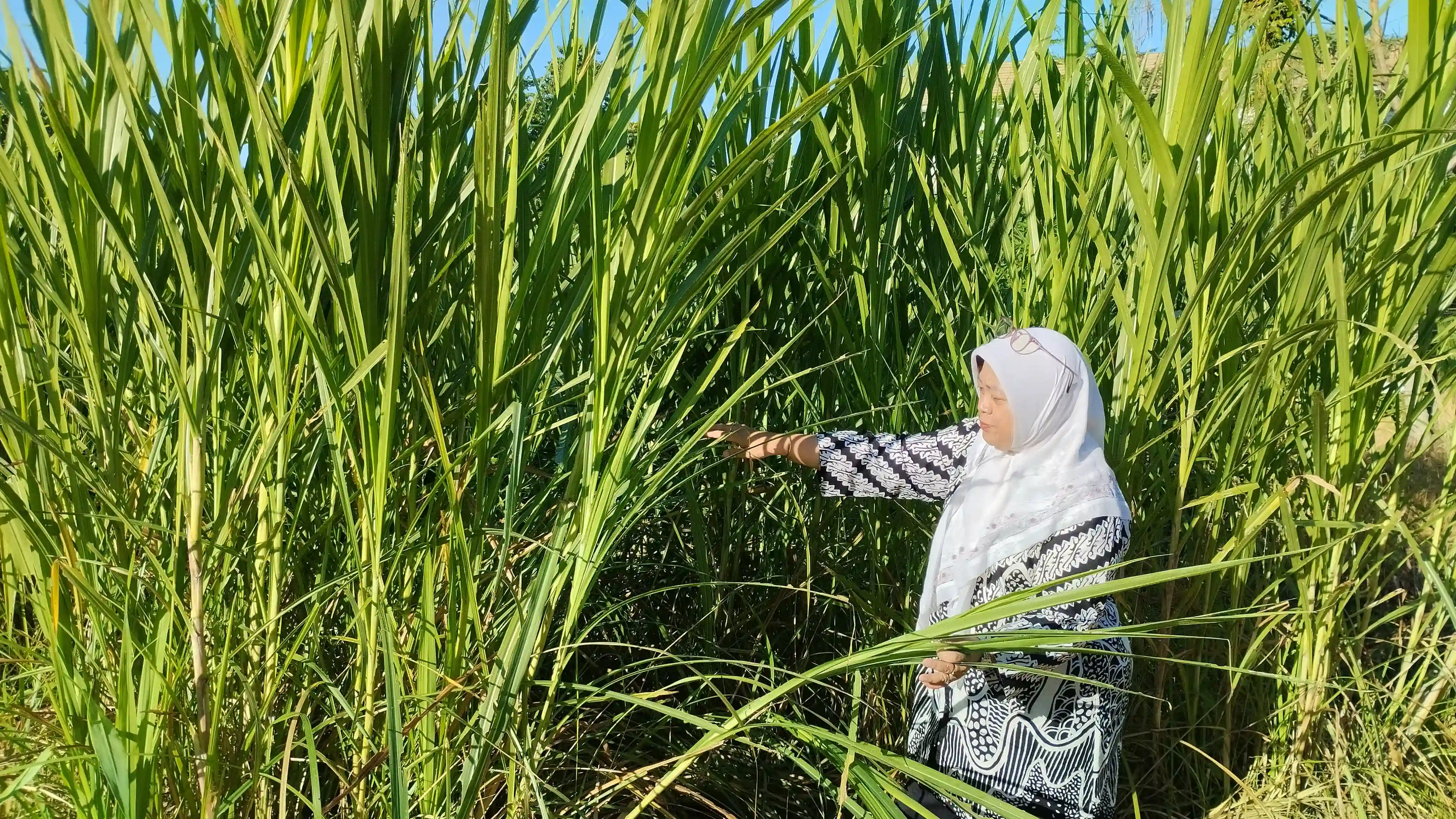 Rumput Gama Umami Fapet UGM Masuk Tahap Pelepasan Varietas, Siap Diperluas untuk Peternak