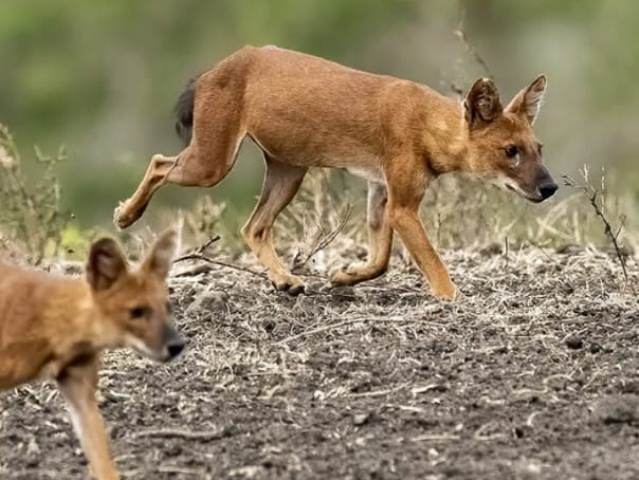 Penampakan Anjing Hutan Gunung Leuser