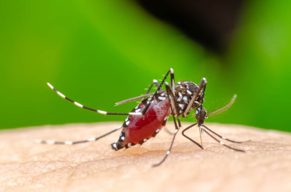 Puluhan Warga Gunungkidul Terpapar Chikungunya - Hariane.com