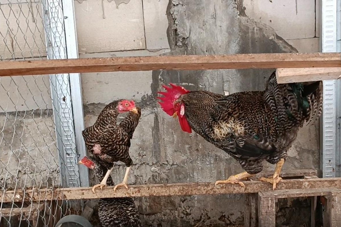 UGM Luncurkan MOOC Eco-Farming Ayam Kampung dan Maggot BSF, Solusi Tekan Biaya Pakan ...