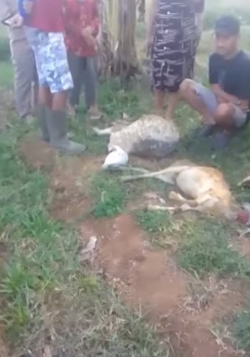 Heboh 9 Kambing Warga di Silegok Wonotunggal Mati Mengenaskan, Diduga Dimangsa Hewan Buas