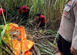 Penemuan Kerangka Manusia di Kebun Tebu Bantul, Diduga Mayat Wanita Muda