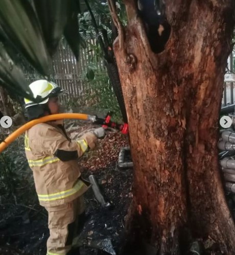 Pohon Terbakar di Masjid Istiqlal, Api Diduga Berasal dari Pembakaran Sampah