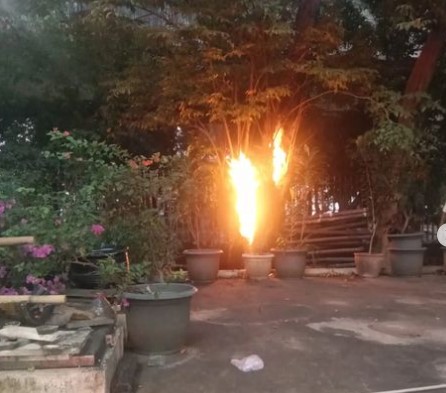 Pohon Terbakar di Masjid Istiqlal, Api Diduga Berasal dari Pembakaran Sampah
