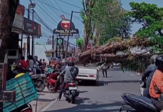 Mobil Ringsek Tertimpa Pohon Tumbang di Tembalang, Arus Lalin Tersendat