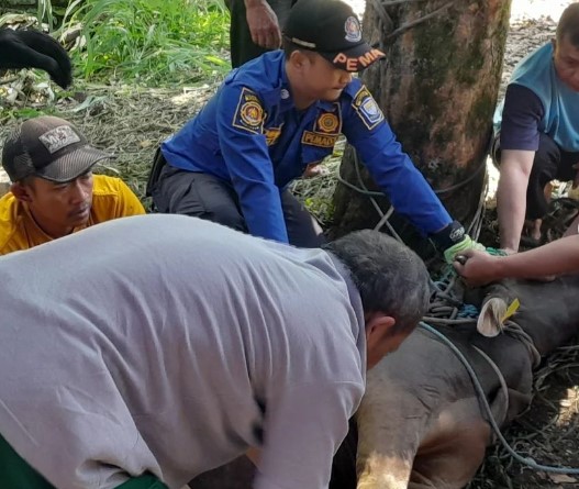 sapi kurban mengamuk di Bandung