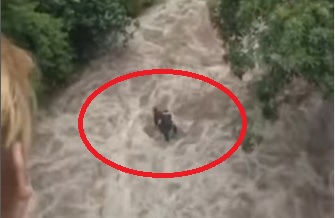 Viral Video Pemuda Semarang Terjebak Banjir Sungai, Begini Kronologi dan Kondisinya Sekarang