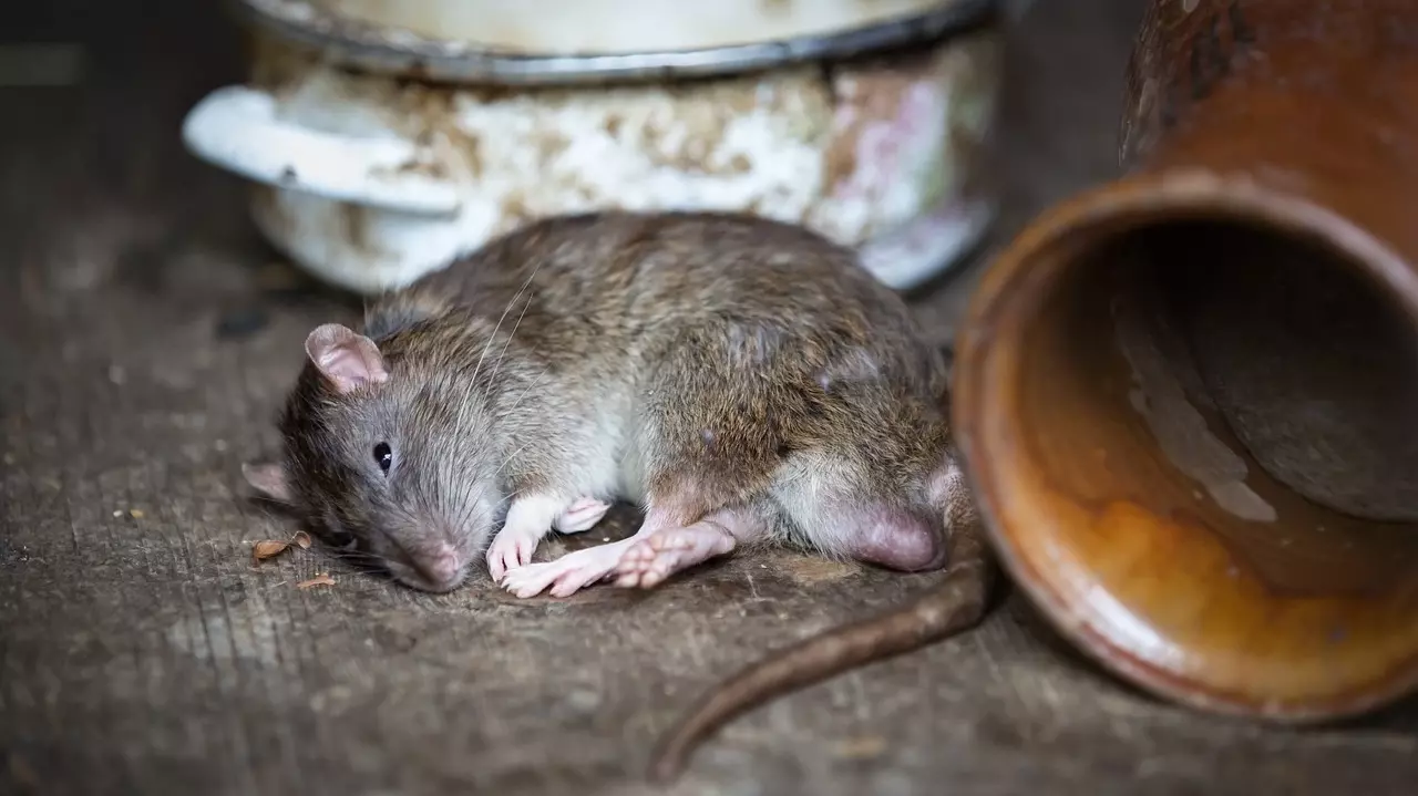 Cara Mencegah Leptospirosis Penyakit Kencing Tikus Yang Dapat