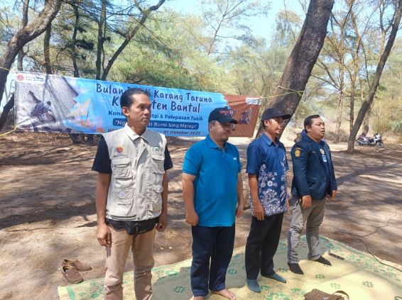 Cegah Kepunahan Penyu, Karang Taruna Bantul Lepas Ratusan Tukik di Pantai Goa Cemara