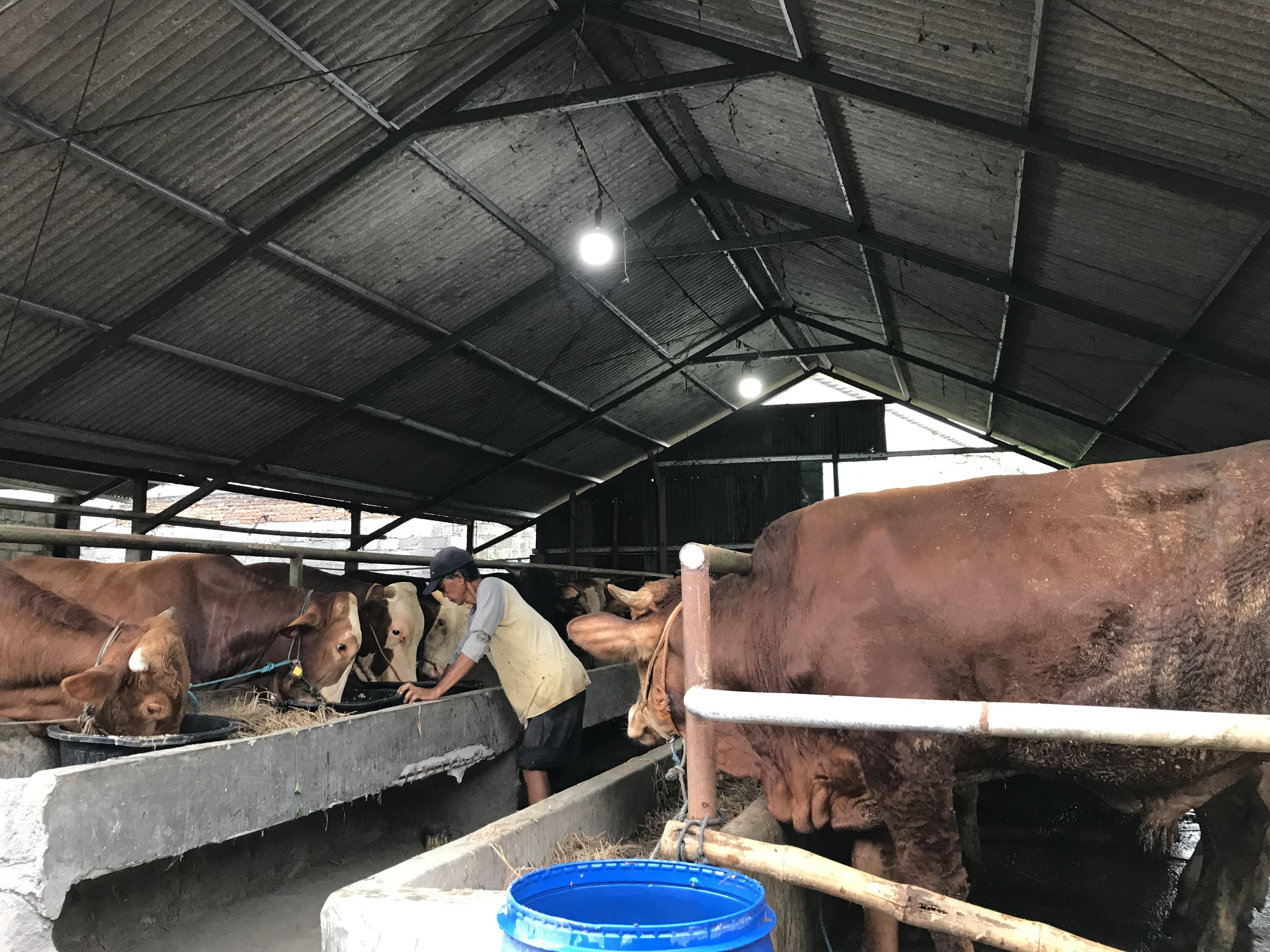 Jelang Idul Adha, Sapi di Sleman Alami Lonjakan Harga, Peternak Keluhkan Daya Beli ...
